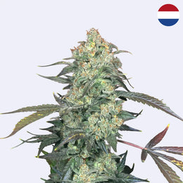 AK-47 strain with dense buds and vibrant leaves, top view showcasing its unique features, Serious Seeds quality.