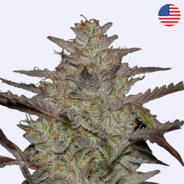 Feminizovaná semínka AlienZ