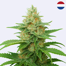 Atomový bombardér - Semena bomb - Řízky