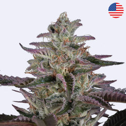 Feminizovaná semínka Banana Krumble