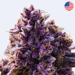 Blackberry Moonrocks feminizovaná semena - Anesia Seeds
