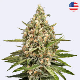 Feminizovaná semínka Bubba Slush