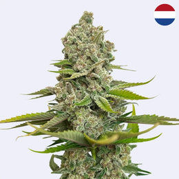 Feminizovaná semínka Choco Cheesecake