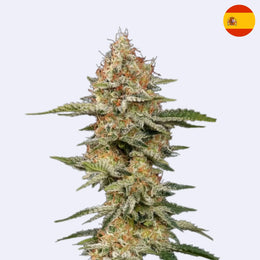 Kritická feminizovaná semena