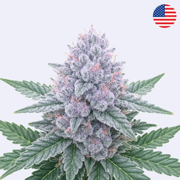 Crostata - Phinest Cannabis - Steckling featuring vibrant cannabis buds with frost and leaves.