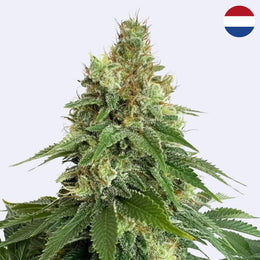 Feminizovaná semínka Double Blue