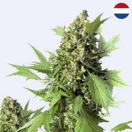 Semena samokvetoucí odrůdy Duck