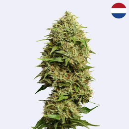 Feminizovaná semínka Fatkid's Cake