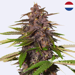 Semena samokvetoucí odrůdy Forbidden Cherry