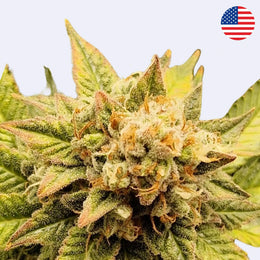 Gelato #45 - Krájení