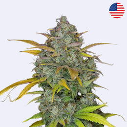 Samokvetoucí semínka Gelato