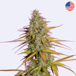 Samonakvétací semínka Girl Scout Cookies