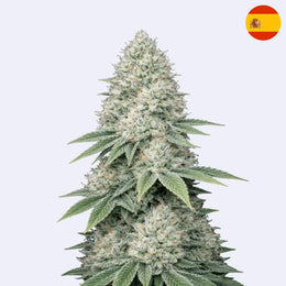 Gorilla Glue 4 - Bulk Seeds - Steckling close-up view of cannabis flower