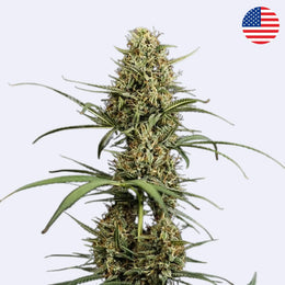 Semena samokvetoucí odrůdy Hulkberry