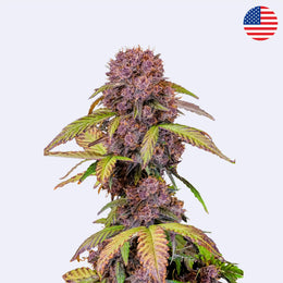 Samonakvétací semínka odrůdy Lemon Cherry Cookies