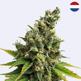 Feminizovaná semínka citronové trávy