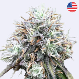 Mimosa x Orange Punch řízkovanec - Barneys Farm