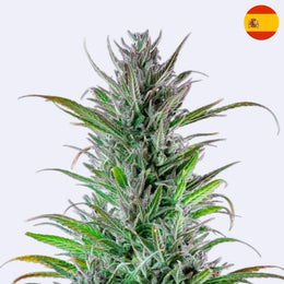 Feminizovaná semínka Northern Lights