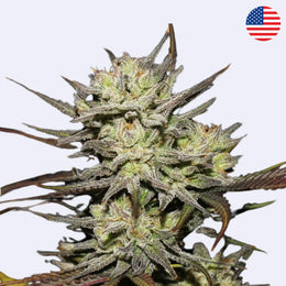 Originální samokvetoucí semínka odrůdy Northern Lights