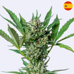 Semena samokvetoucí odrůdy Royal Dwarf