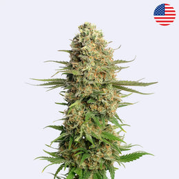 Feminizovaná semínka Skywalker Saga