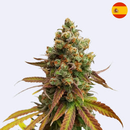 Feminizovaná semínka Special Queen #1