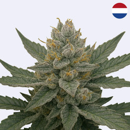 Super Silver Haze Sazenice - Green House Seeds