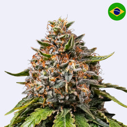 White Widow XXL Feminisierte Samen von Barneys Farm mit dichten Knospen und klaren Trichomen.