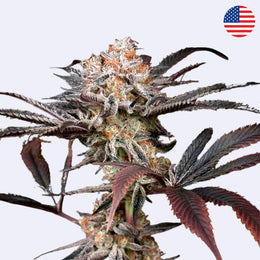 Feminizovaná semínka Wonder Pie