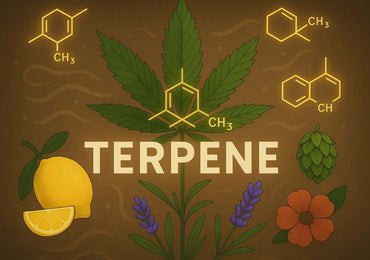 Terpeny v konopí – vysvětlení efektu doprovodu