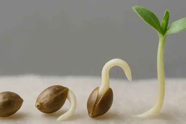 Jak správně naklíčit semínka konopí – metody, tipy a časté chyby