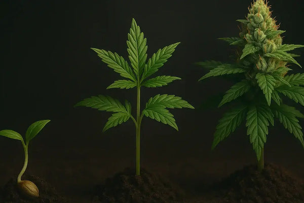 Průvodce pěstováním konopí – od semínka po sklizeň (krok za krokem)