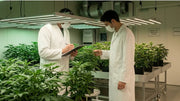 Professionelle Cannabis Anbauberatung für Social Clubs — zwei Experten in Laborkitteln begutachten Cannabispflanzen in einem professionellen Indoor-Grow mit LED-Beleuchtung