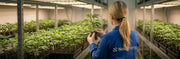 Die 5 stärksten Cannabis Stecklinge | NovaHemp