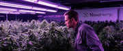 Top 5 Indica Stecklinge 2026 | NovaHemp