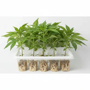 NovaHemp Bestseller Cannabis Stecklinge 2026 - Premium Qualität mit bis zu 36% THC - Imperium X, Mimosa x Orange Punch und weitere Top-Sorten