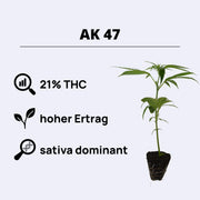 AK-47 plant with 21% THC, 8-9 weeks growth, high yield, and sativa-dominant characteristics.