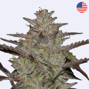 Feminizovaná semínka AlienZ