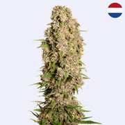 Feminizovaná semínka Amazing Haze