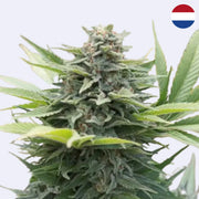 Amnesia Core Cut - Řezání