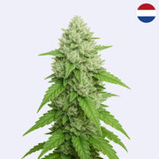 Amnesia Master Cut - Pouze klon - střih