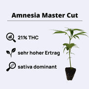Amnesia Master Cut - Pouze klon - střih