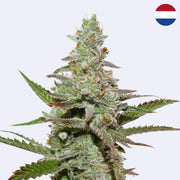 Feminizovaná semínka Amsterdam Amnesia