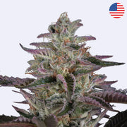 Feminizovaná semínka Banana Krumble