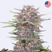 Samonakvétací semínka Banana Purple Punch