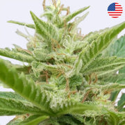 Samonakvétací semínka Black Toffee