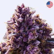 Blackberry Moonrocks feminizovaná semena - Anesia Seeds