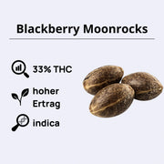 Blackberry Moonrocks feminizovaná semena - Anesia Seeds
