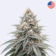 Blue Zushi - Pouze klon - Řezání