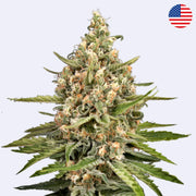 Feminizovaná semínka Bubba Slush